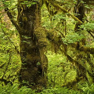 Hoh Rainforest, Olympic National Park, UNESCO World Heritage Site, Washington State