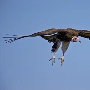 Hooded vulture (Necrosyrtes monachus) in flight on approach to landing, Ngorongoro