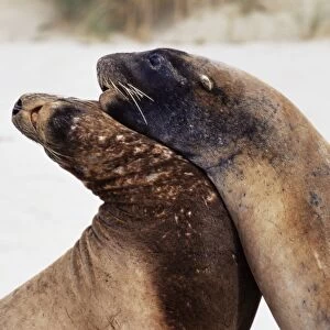 Hookers sea lions (Neophoca hooker)