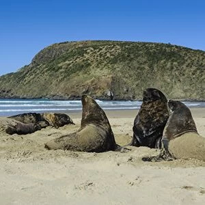 Hookers sea lions (Phocarctos hookeri) colony, Cannibal Bay, the Catlins, South Island, New Zealand, Pacific