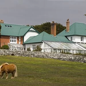 Horse and Goverment House in Port Stanley, Falkland Islands (Islas Malvinas)