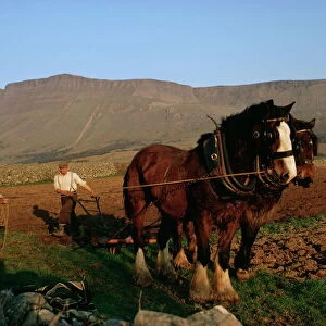 Horse and plough