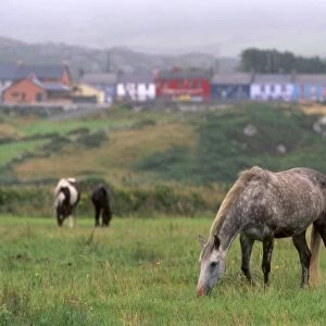 Horses, Connemara and Tinker