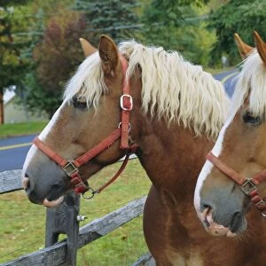 Two horses near Jackson