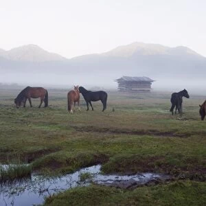 Horses in Phobjikha Valley, Bhutan, Asia