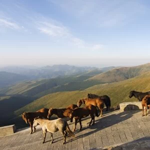 Horses roaming free, Wutaishan (Five Terrace Mountain) one of Chinas sacred Buddhist mountain ranges, Shanxi province
