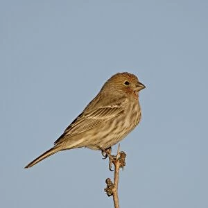 House finch (Carpodacus mexicanus), City of Rocks State Park, New Mexico