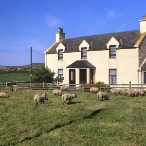 House and sheep, Ringasta, South Mainland, Shetland Islands, Scotland, United Kingdom