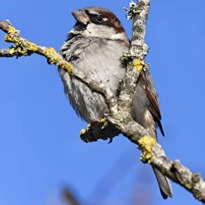 House sparrow (Passer domesticus), United Kingdom, Europe