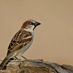 House sparrow (Passer domesticus), The Pond, Amado, Arizona, United States of America