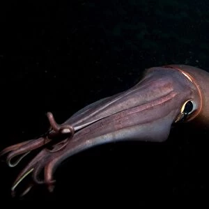 Humboldt (Jumbo) squid (Dosidicus gigas) swimming at night, Gulf of California, Baja California, Mexico, North America