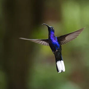 Hummingbird in the Monteverde Cloud Forest, Puntarenas Province, Costa Rica, Central