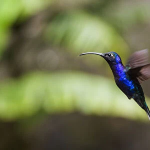 Hummingbird in the Monteverde Cloud Forest, Puntarenas Province, Costa Rica, Central