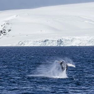 Humpback whale (Megaptera novaeangliae) breaching, Gerlache Strait, Antarctica, Polar Regions