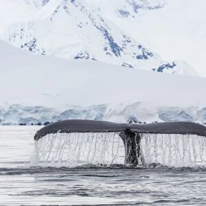 Humpback whale (Megaptera novaeangliae), flukes-up dive in the Enterprise Islands, Antarctica, Polar Regions