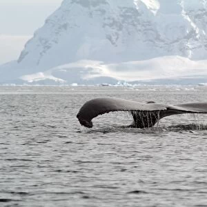 Humpback whale rising out of the sea, Antarctica, Polar Regions