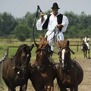 Hungarian cowboy horse show