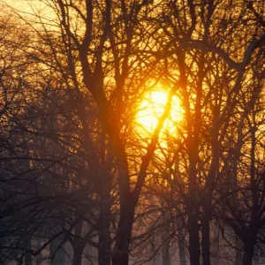 Hyde Park in winter, London, England, United Kingdom, Europe