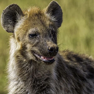 Hyena (Hyaenidae), in Amboseli National Park, Kenya, East Africa, Africa