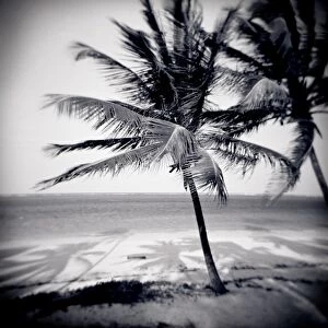 Image taken with a Holga medium format 120 film toy camera of palm trees by the beach at Bweju