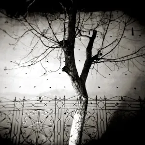 Image taken with a Holga medium format 120 film toy Image taken with a Holga medium format 120 film toy