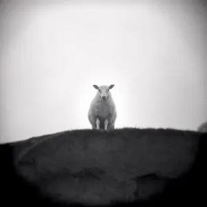 Image taken with a Holga medium format 120 film toy Image taken with a Holga medium format 120 film toy