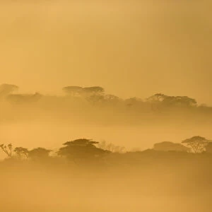iMfolozi game reserve at dawn, KwaZulu-Natal, South Africa