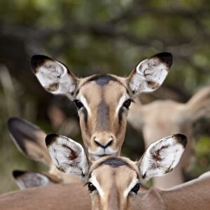 Impala (Aepyceros melampus) adult and juvenile females, Kruger National Park