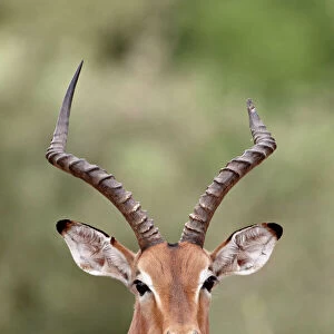 Impala (Aepyceros melampus) buck chewing its cud, Kruger National Park