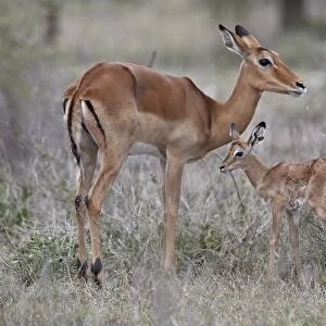 Impala (Aepyceros melampus) doe and minutes-old calf, Ngorongoro Conservation Area