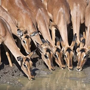 Impala (Aepyceros melampus), females at waterhole, Mkhuze Game Reserve, South Africa, Africa