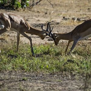 Impala (Aepyceros melampus) fighting in the Liwonde National Park, Malawi, Africa