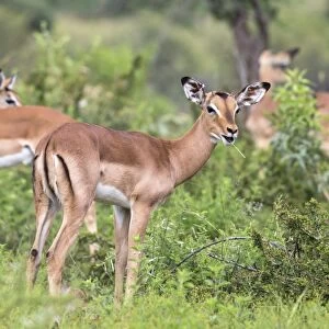 Impala (Aepyceros melampus) herd with young male feeding, Pilanesberg Game Reserve, North West province, South Africa, Africa