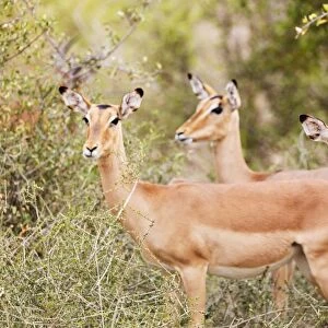 Impala (Aepyceros melampus), Kruger National Park, South Africa, Africa