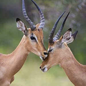 Impala (Aepyceros melampus), males allogrooming, Kruger National Park, Mpumalanga