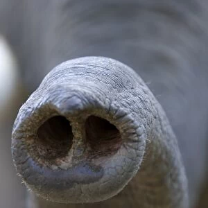 Indian Elephant, (Elephas maximus), Trunk, Bandhavgarh N