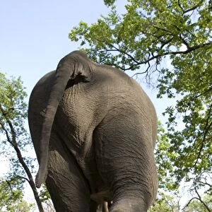 Indian elephant (Elephus maximus)