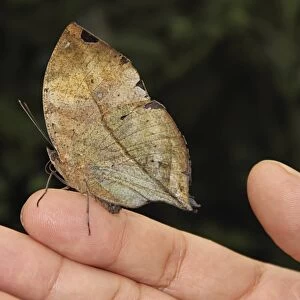 Indian Leaf Butterfly (Kallima paralekta)