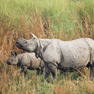 Indian one-horned rhinoceros (rhino)