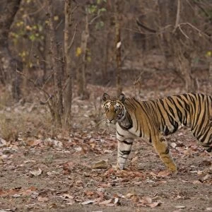 Indian Tiger (Bengal tiger) (Panthera tigris tigris)