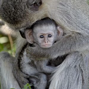Infant Vervet Monkey (Chlorocebus aethiops), Kruger National Park, South Africa, Africa