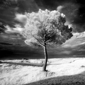 Infra red image of a tree against dark evening sky, near Pienza, Tuscany, Italy, Europe