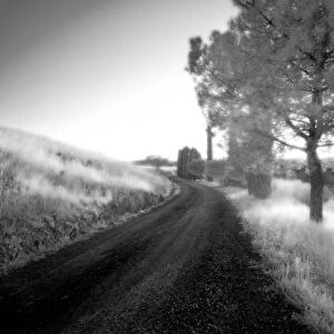 Infrared image of trees and country road, San Quirico d Orcia, Tuscany, Italy, Europe