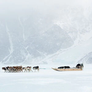 Inuit hunter walking his dog team on the sea ice in a snow storm, Greenland, Denmark