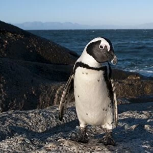Jackass penguin (Speniscus demersus) (African penguin), Boulders Beach