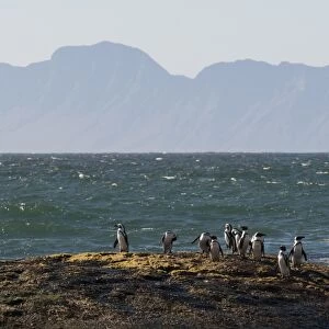 Jackass penguins (Speniscus demersus), Boulders Beach, Cape Town, South Africa, Africa