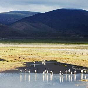 James flamingos (Phoenicoparrus jamesi), Bolivia, South America