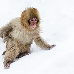 Japanese macaque (Snow monkey) (Macata fuscata), in the snow, Jigokudani Yaen-Koen