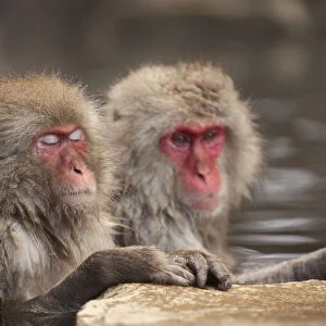 Japanese macaques in hot spring, Jigokudani, Nagano, Japan, Asia