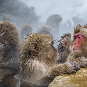 Japanese macaques (Snow monkeys) (Macata fuscata), relaxing in a hot spring, Jigokudani Yaen-Koen